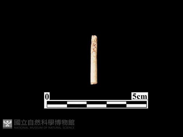 骨器藏品圖，第1張