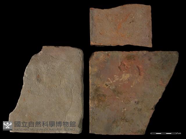 Accession Number:TCCC-2013-1109 Collection Image