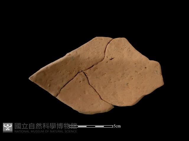 Accession Number:NSKII-2017-299 Collection Image, Figure 2, Total 2 Figures