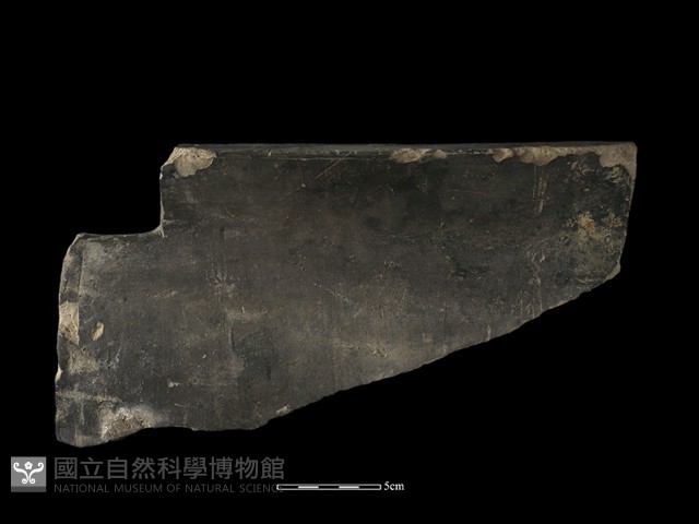 瓦片藏品圖，第1張
