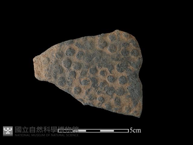 陶片藏品圖，第1張