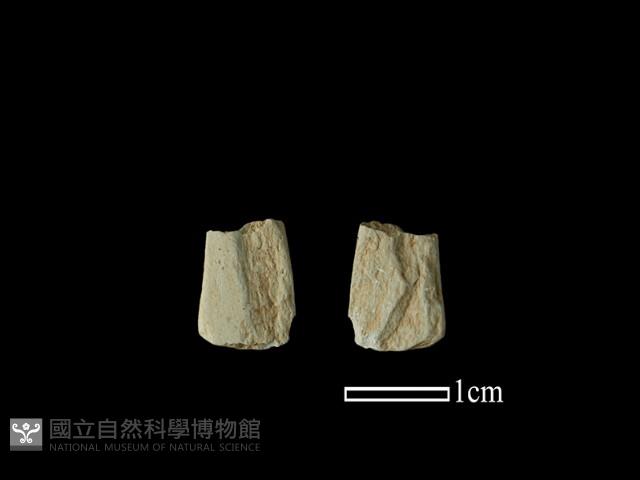 矛鏃形器藏品圖，第1張