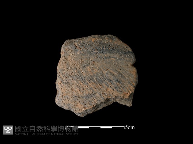 陶片藏品圖，第1張