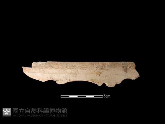 陶片藏品圖，第1張