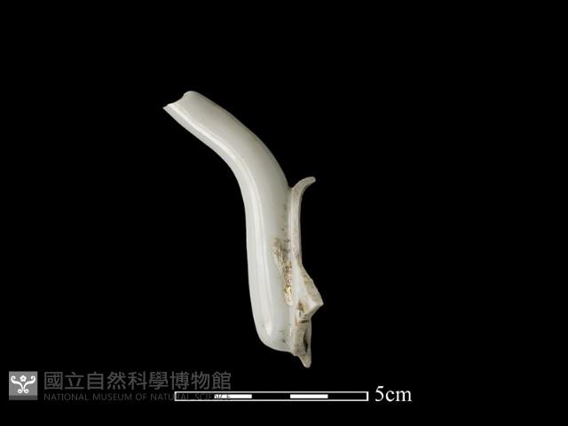 茶壺藏品圖，第2張