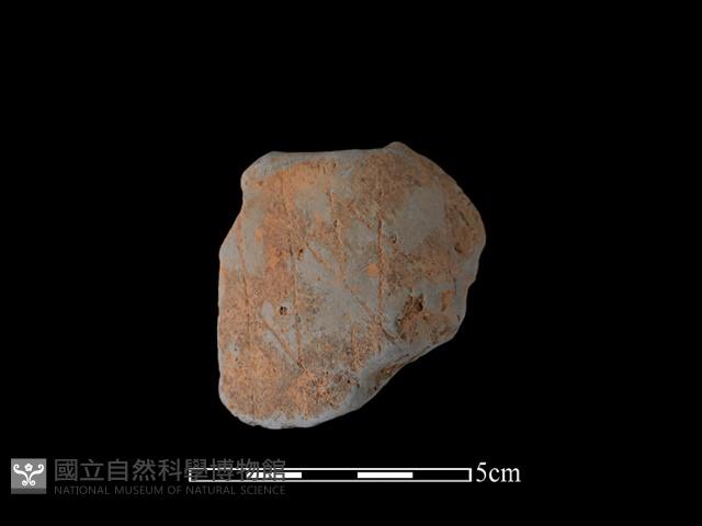 陶片藏品圖，第1張