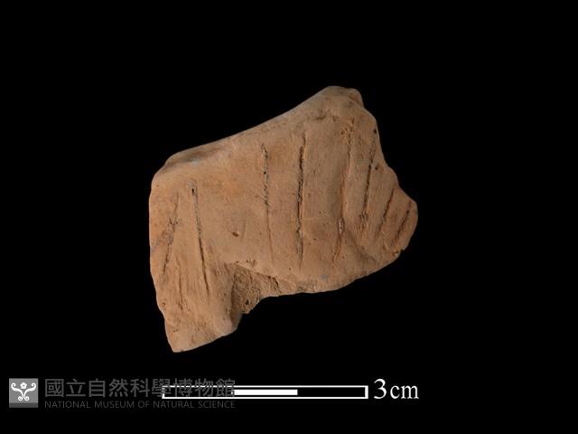 陶片藏品圖，第1張