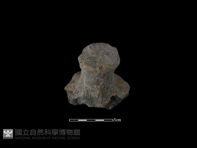 陶蓋鈕藏品圖，第2張