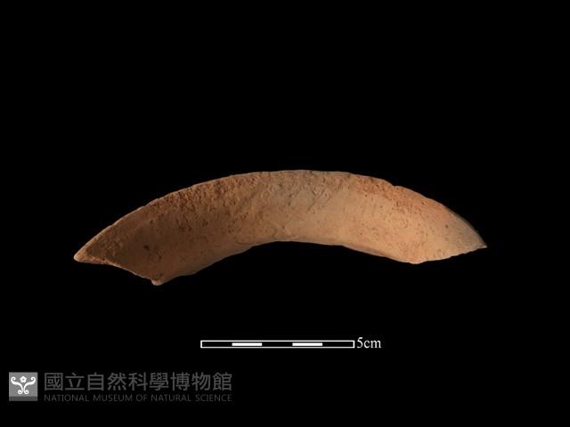 陶罐藏品圖，第3張