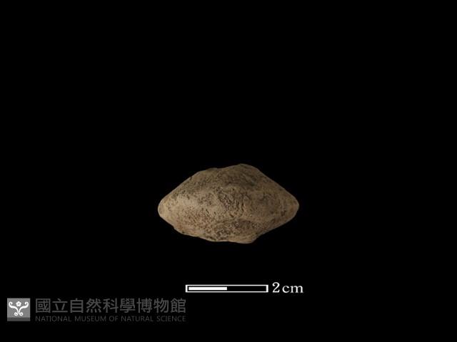 獸骨藏品圖，第3張