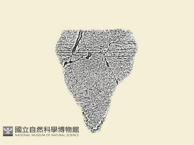 陶罐藏品圖，第3張