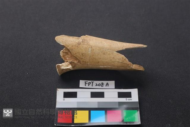 偶蹄類動物骨藏品圖，第2張
