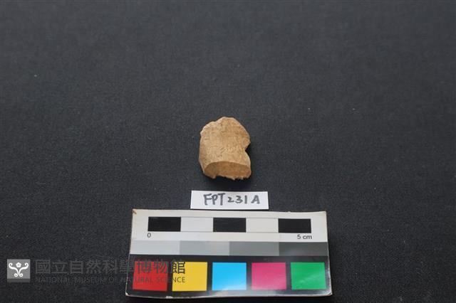 偶蹄類動物骨藏品圖，第2張