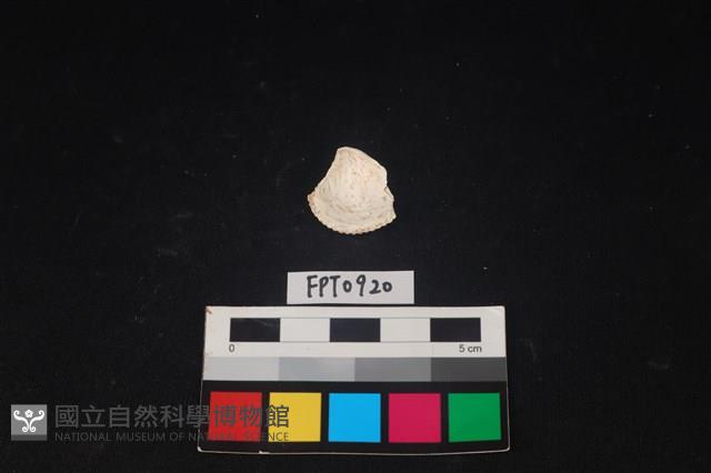 貝殼藏品圖，第2張
