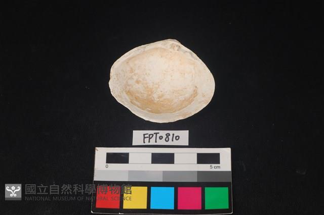 貝殼藏品圖，第2張
