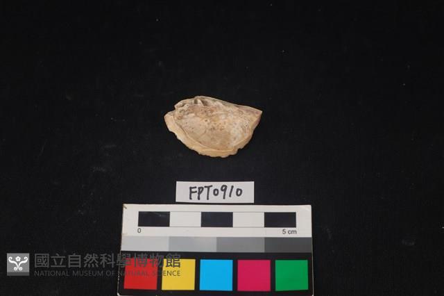 貝殼藏品圖，第2張