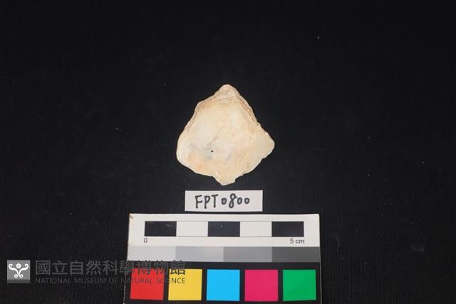 貝殼藏品圖，第2張