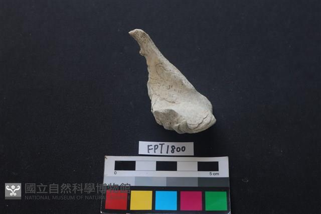 貝殼藏品圖，第2張