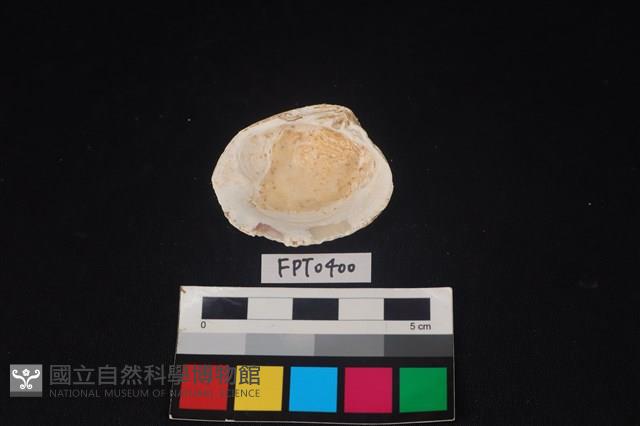 貝殼藏品圖，第2張