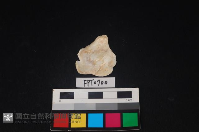 貝殼藏品圖，第2張
