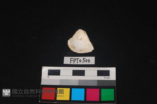貝殼藏品圖，第2張