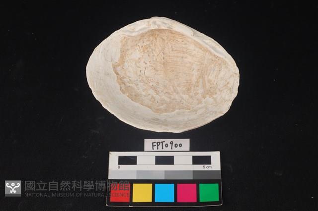 貝殼藏品圖，第2張