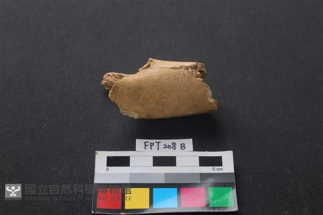 偶蹄類動物骨藏品圖，第2張