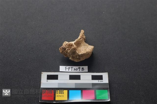 偶蹄類動物骨藏品圖，第2張