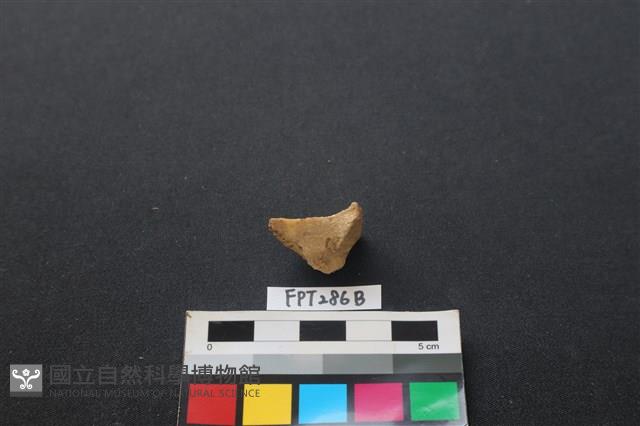 鹿骨藏品圖，第2張