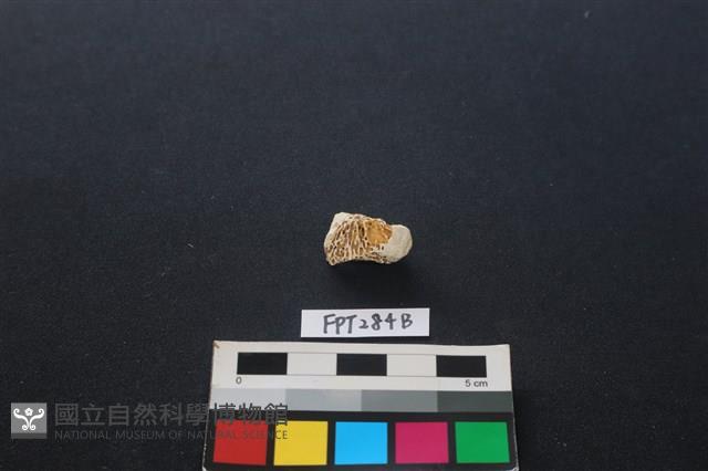 偶蹄類動物骨藏品圖，第2張
