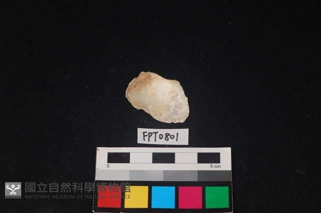 貝殼藏品圖，第2張