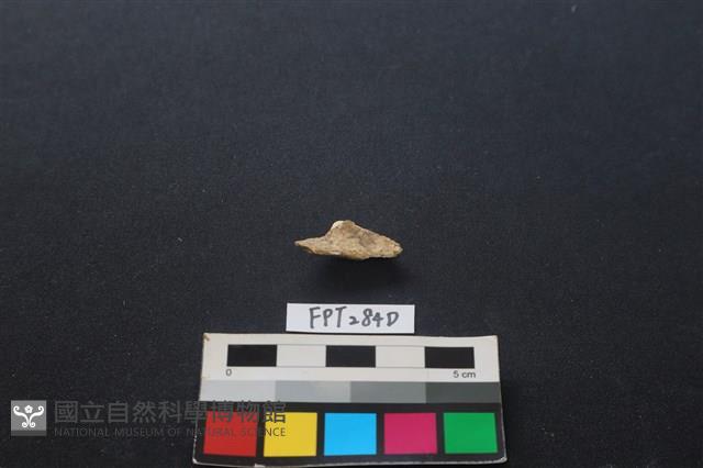 偶蹄類動物骨藏品圖，第2張