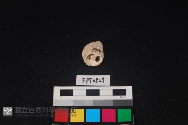 貝殼藏品圖，第2張