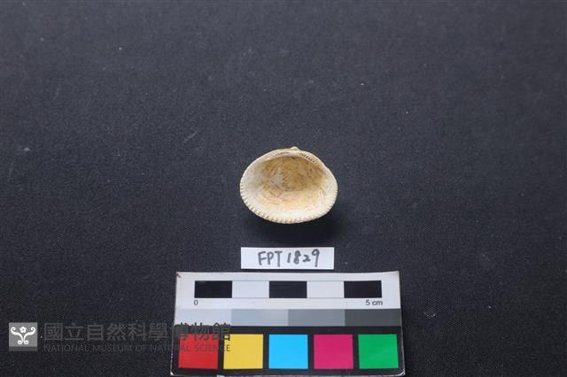 貝殼藏品圖，第2張