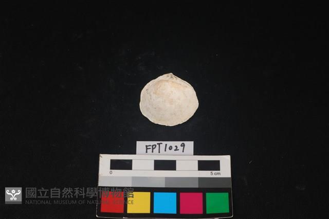 貝殼藏品圖，第2張