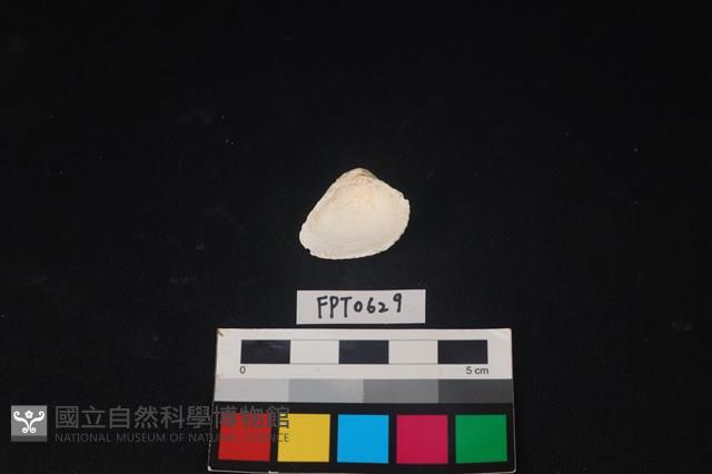 貝殼藏品圖，第2張