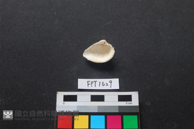 貝殼藏品圖，第2張