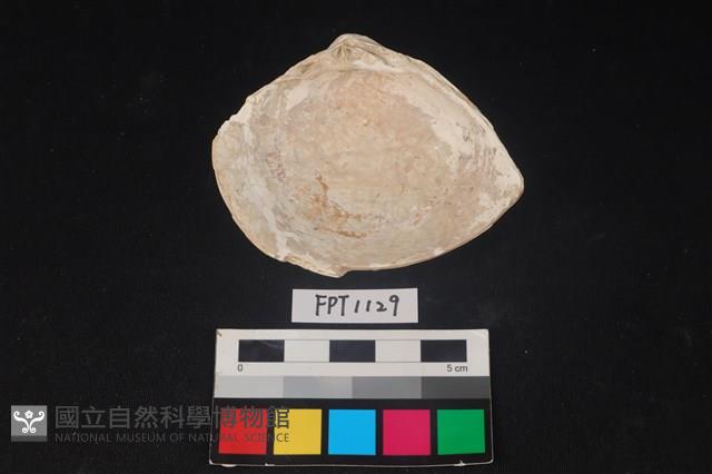 貝殼藏品圖，第2張
