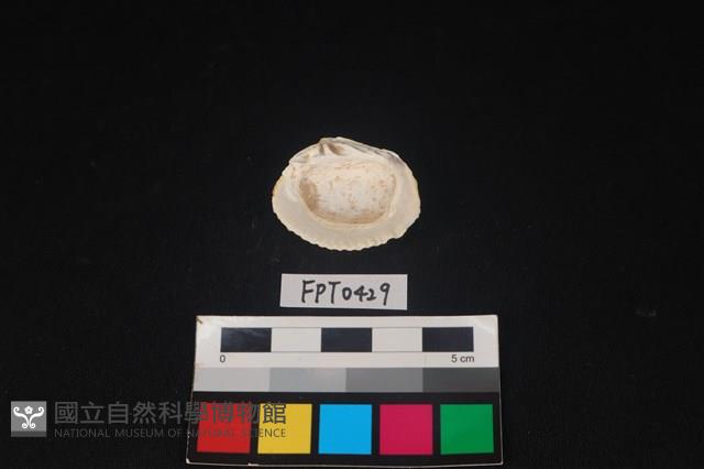 貝殼藏品圖，第2張