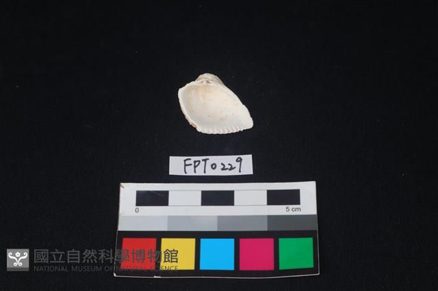 貝殼藏品圖，第2張