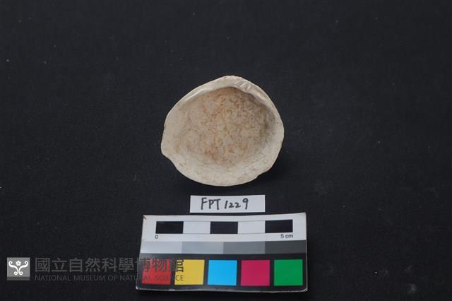 貝殼藏品圖，第2張