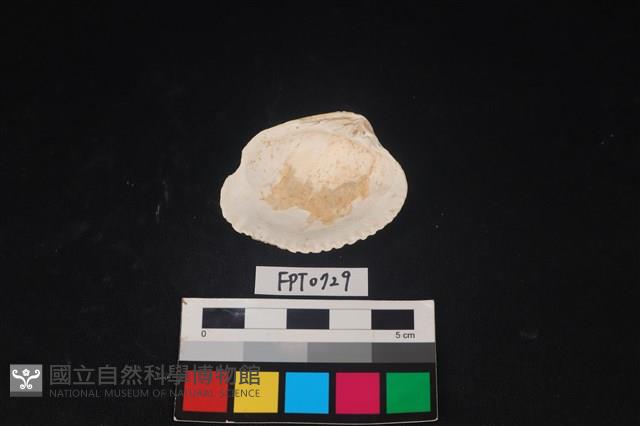 貝殼藏品圖，第2張
