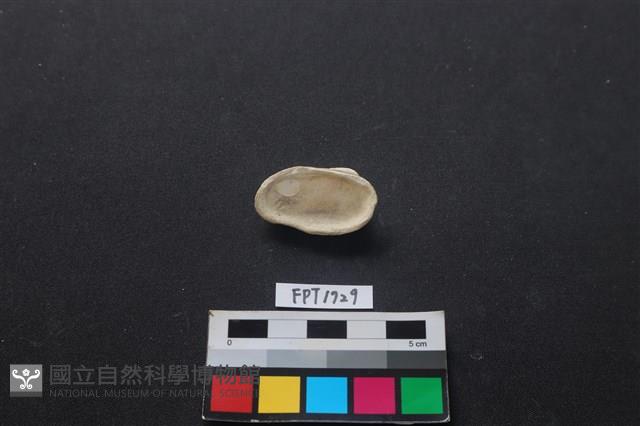 貝殼藏品圖，第2張