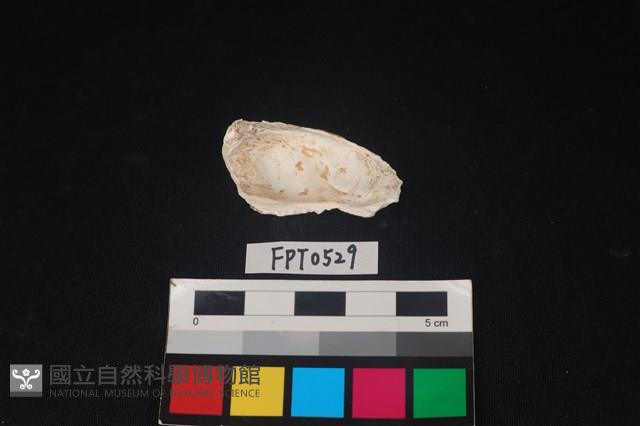 貝殼藏品圖，第2張