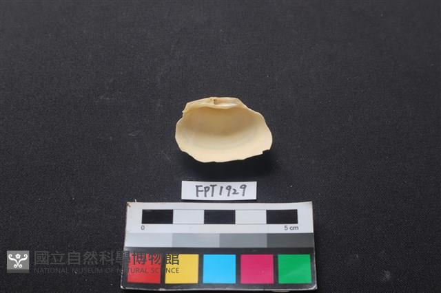 貝殼藏品圖，第2張