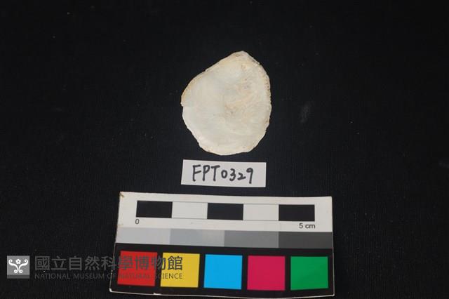 貝殼藏品圖，第2張
