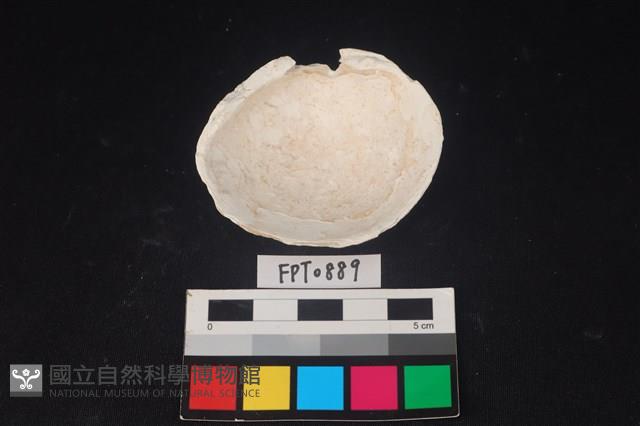 貝殼藏品圖，第2張