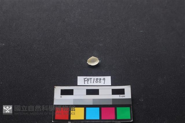貝殼藏品圖，第2張
