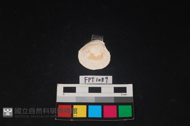 貝殼藏品圖，第2張