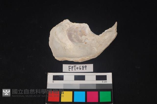 貝殼藏品圖，第2張